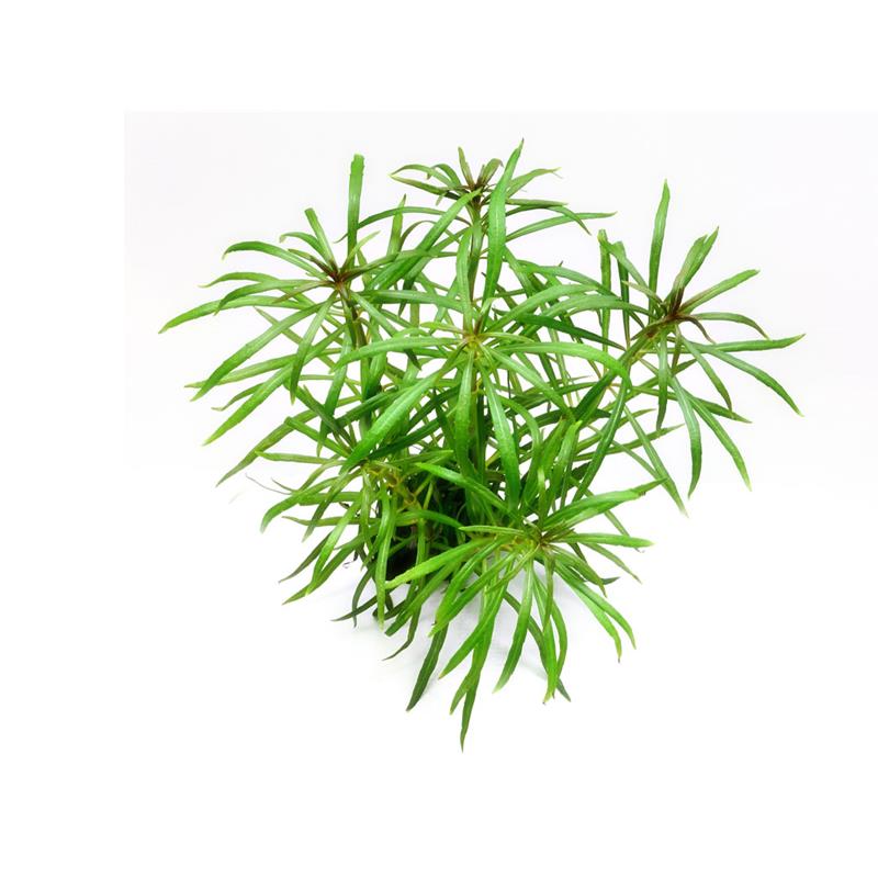 Dennerle Pogostemon stellatus sp. - imagine 4